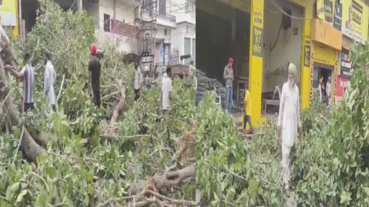 Natural disaster in Amritsar, strong wind took the shade of 200-year-old banyan trees from people's heads.