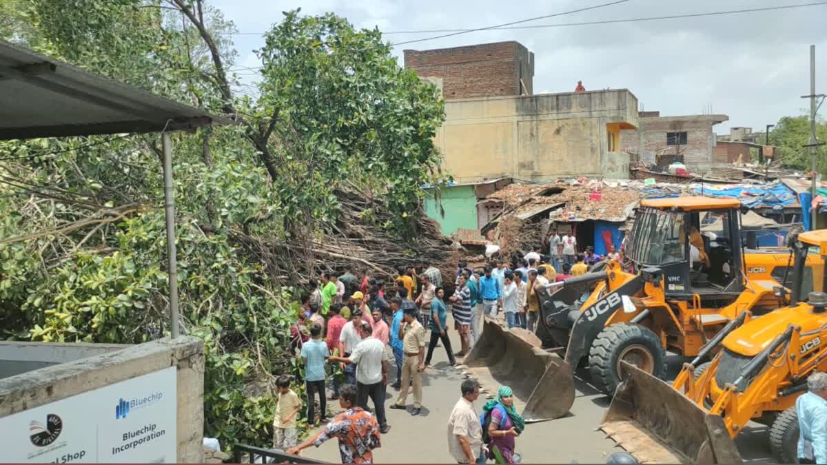 cyclone-biparjoy-landfall-impact-giant-banyan-tree-collapsed-in-vadodara-locals-conducted-a-rescue-operation