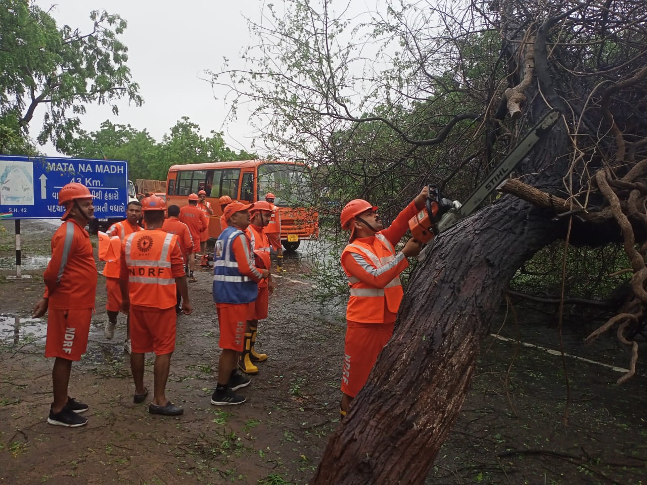 Tree fell due to Biparjoy's strong winds