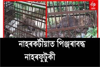 Leopard caged in naharkatia