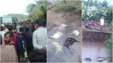 Father and son died while trying to save livestock  flashflood as cyclone brings rain  cyclone Biparjoy brought heavy rains  Father and Son Died  ಅಲ್ಲೋಲ ಕಲ್ಲೋಲ ಸೃಷ್ಟಿಸಿದ ಬಿಪರ್​ಜಾಯ್  ಜಾನುವಾರುಗಳನ್ನು ರಕ್ಷಿಸಲು ತೆರಳಿದ್ದ ತಂದೆ ಮಗ ಸಾವು  ಗುಜರಾತ್​ ರಾಜ್ಯಕ್ಕೆ ಅಪ್ಪಳಿಸಿದ ಚಂಡಮಾರುತ ಬಿಪರ್​ಜಾಯ್  ತಂದೆ ಮಗ ಇಬ್ಬರೂ ಸಾವನ್ನಪ್ಪಿರುವ ಘಟನೆ  ಭಾವನಗರ ಜಿಲ್ಲೆಯಾದ್ಯಂತ ನಿನ್ನೆ ಭಾರಿ ಮಳೆ  ಮಳೆಯಿಂದ ತುಂಬಿ ಹರಿಯುತ್ತಿದ್ದ ಕಾಲುವೆ  ಕಾಲುವೆಗೆ ಹಾರಿದ ಇಬ್ಬರು ಆಯಾಸದಿಂದ ಮೃತ