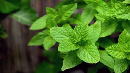 Mint Leaves Benefits News