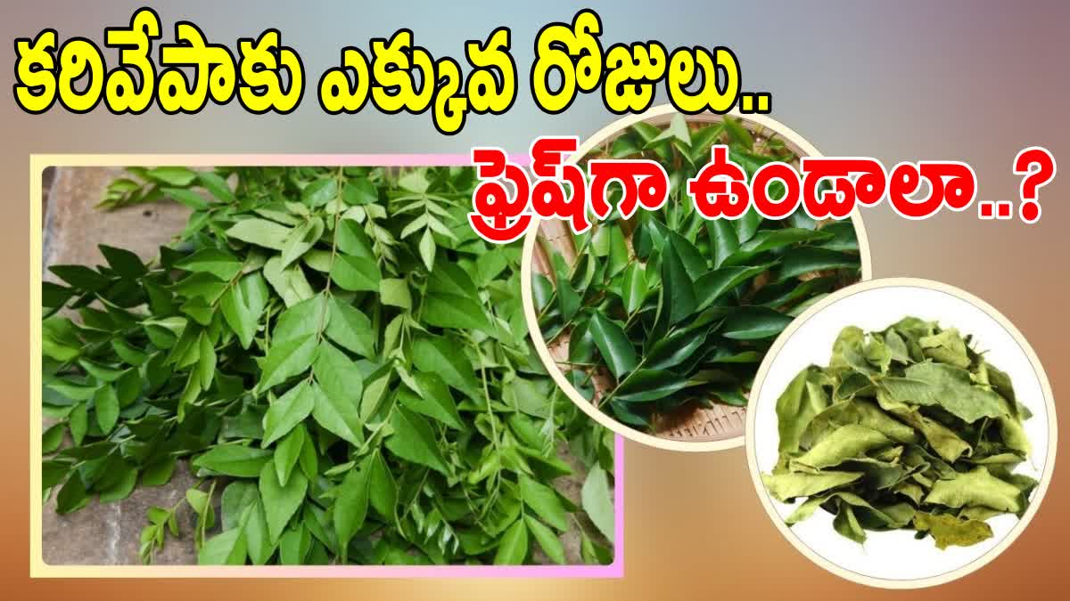 How To Store Curry Leaves