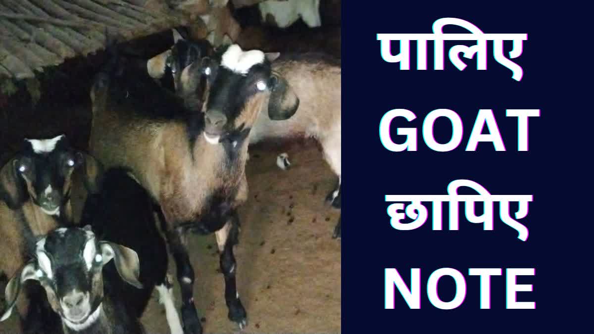 Womens are become millionaires from goat rearing in surguja