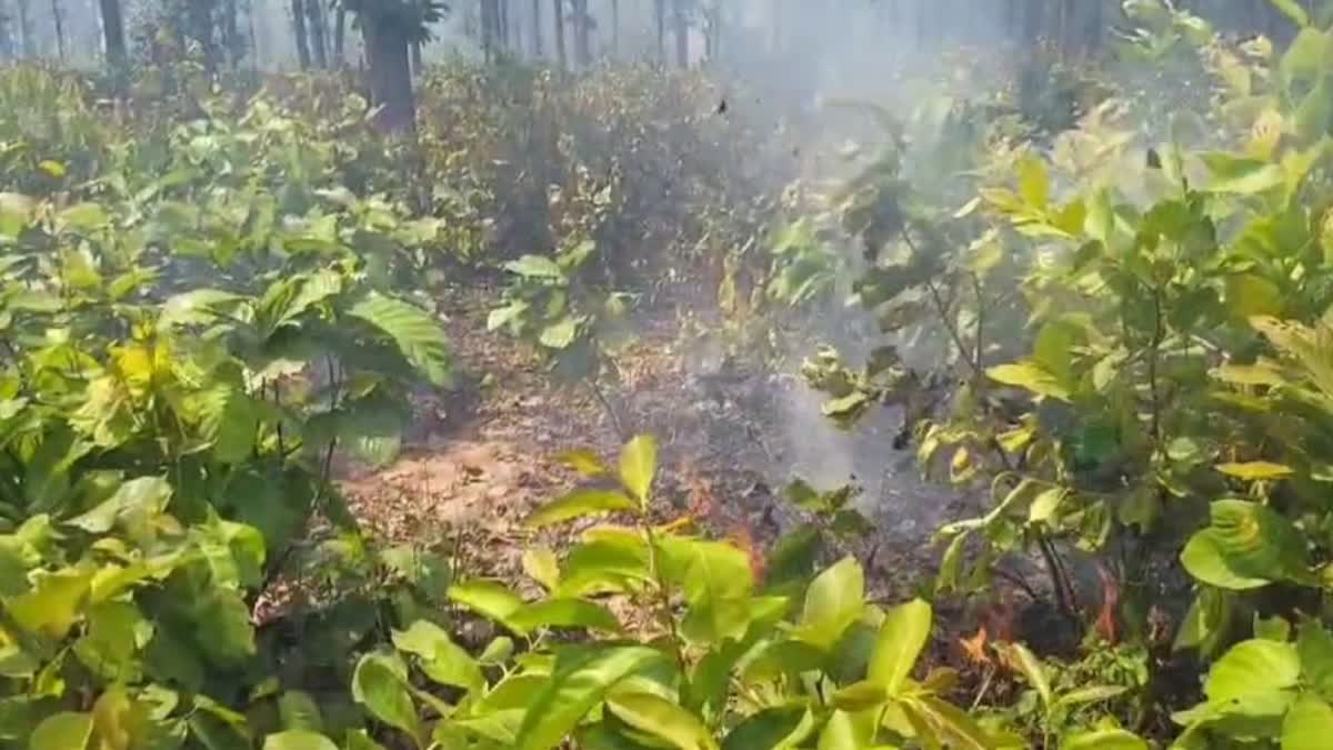 Hazaribag forest caught fire because of Sarai fruit