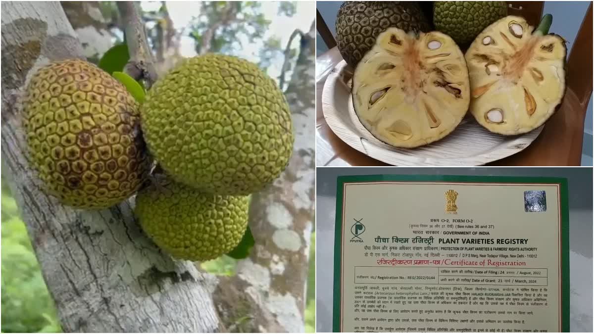 Four jackfruit varieties