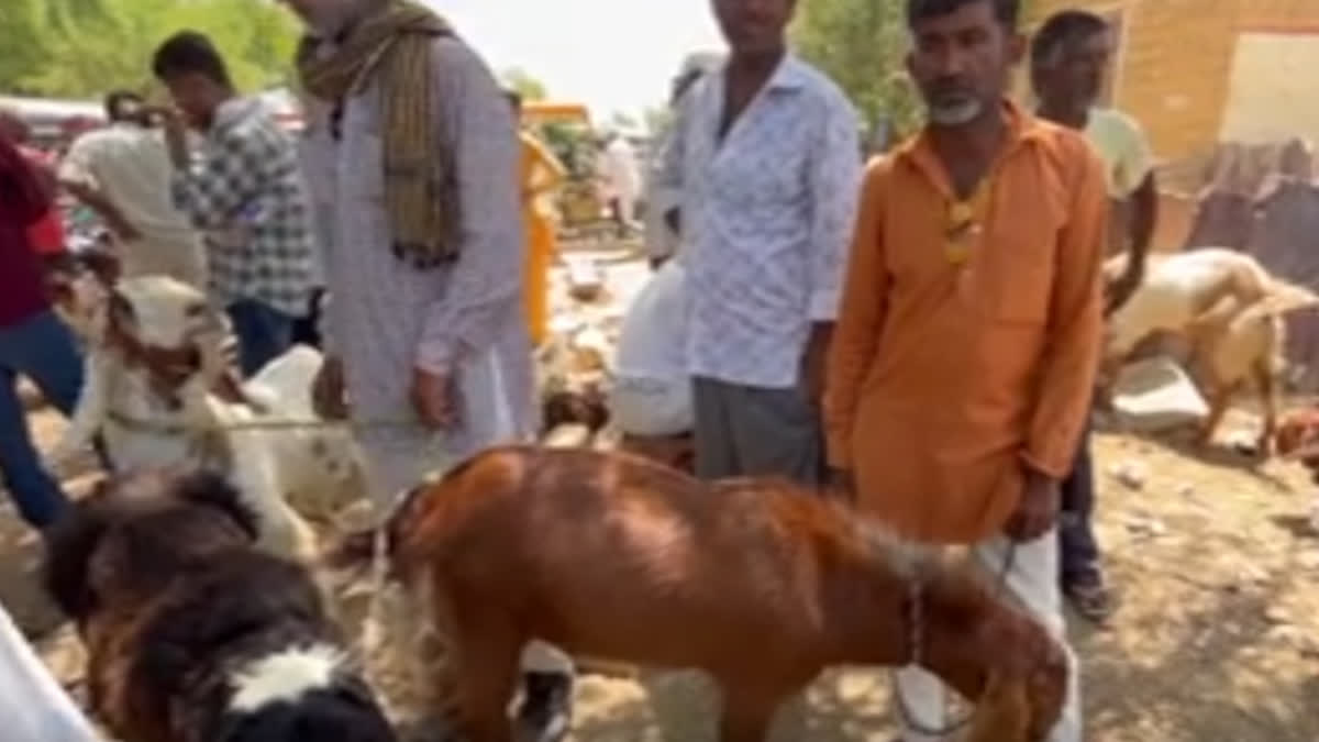 Eid ul Azha celebration in Jaisalmer