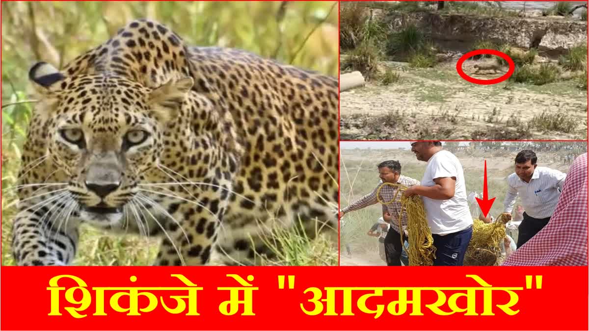 Man eating leopard spreading terror caught in Panipat of Haryana