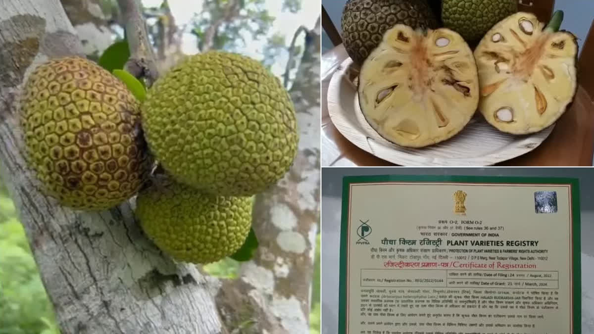 Karnataka: Four varieties of jackfruit get special recognition