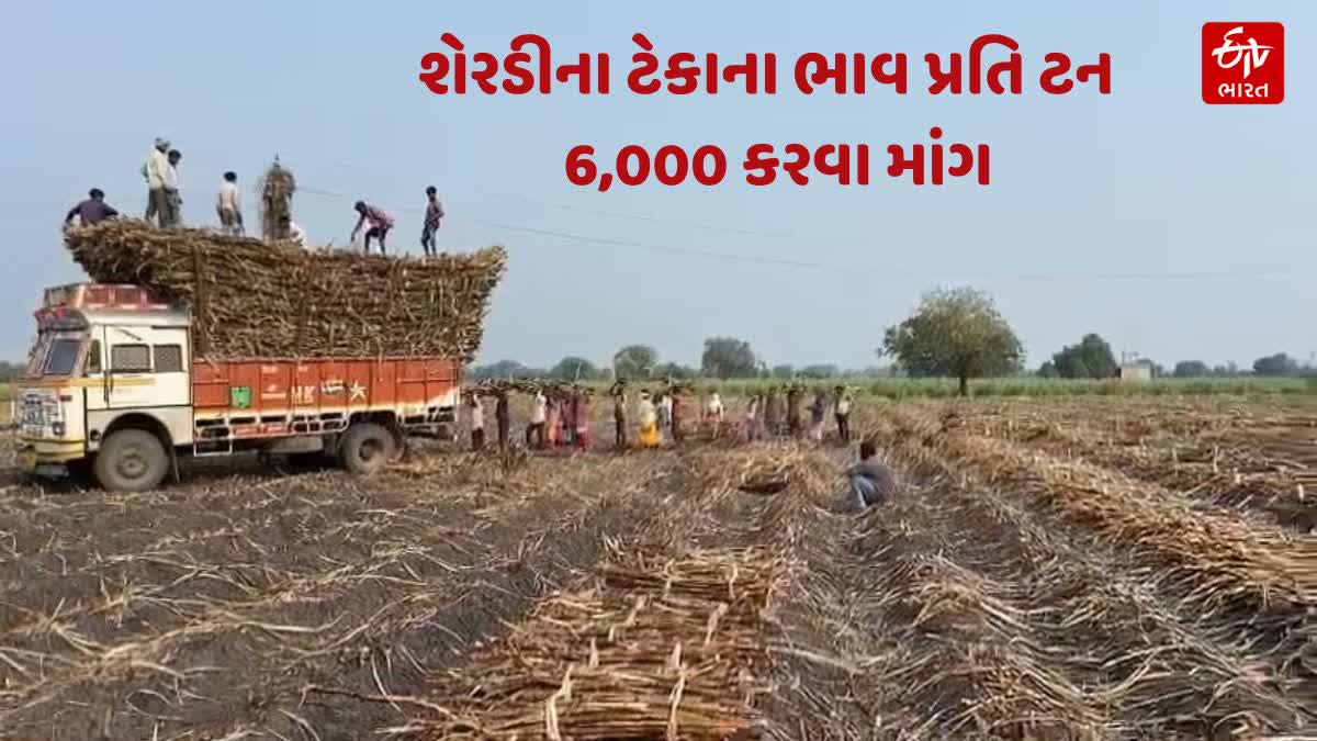 શેરડીની ખેતી કરતા ખેડૂતો