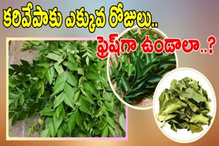 How To Store Curry Leaves