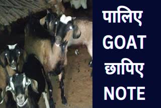 Womens are become millionaires from goat rearing in surguja