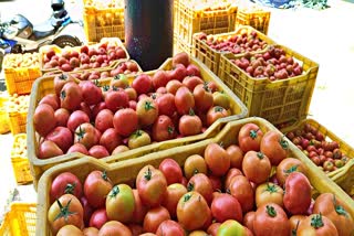 Himachal Tomato Price Hike in Sabji Mandi Solan