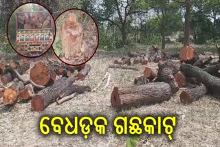 ନୂତନ ବନୀକରଣ ପାଇଁ ବ୍ୟାପକ ଗଛକଟା, ଅଞ୍ଚଳରେ ତୀବ୍ର ଅସନ୍ତୋଷ