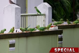 Couple Feeding Birds