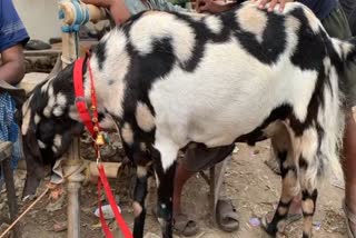 वाराणसी के बेनियाबाग में लगी बकरा मंडी में आज़मगढ़ से बिकने के लिए आया एक बकरा लोगों के बीच चर्चा के विषय बना हुआ है.