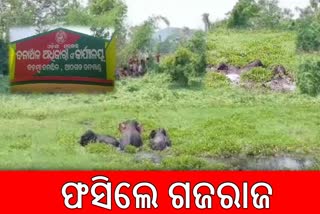 ELEPHANT HERD STUCK IN CANAL