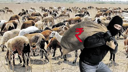 Sheep Distribution Accused in Telangana