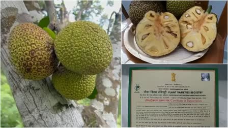 Four jackfruit varieties