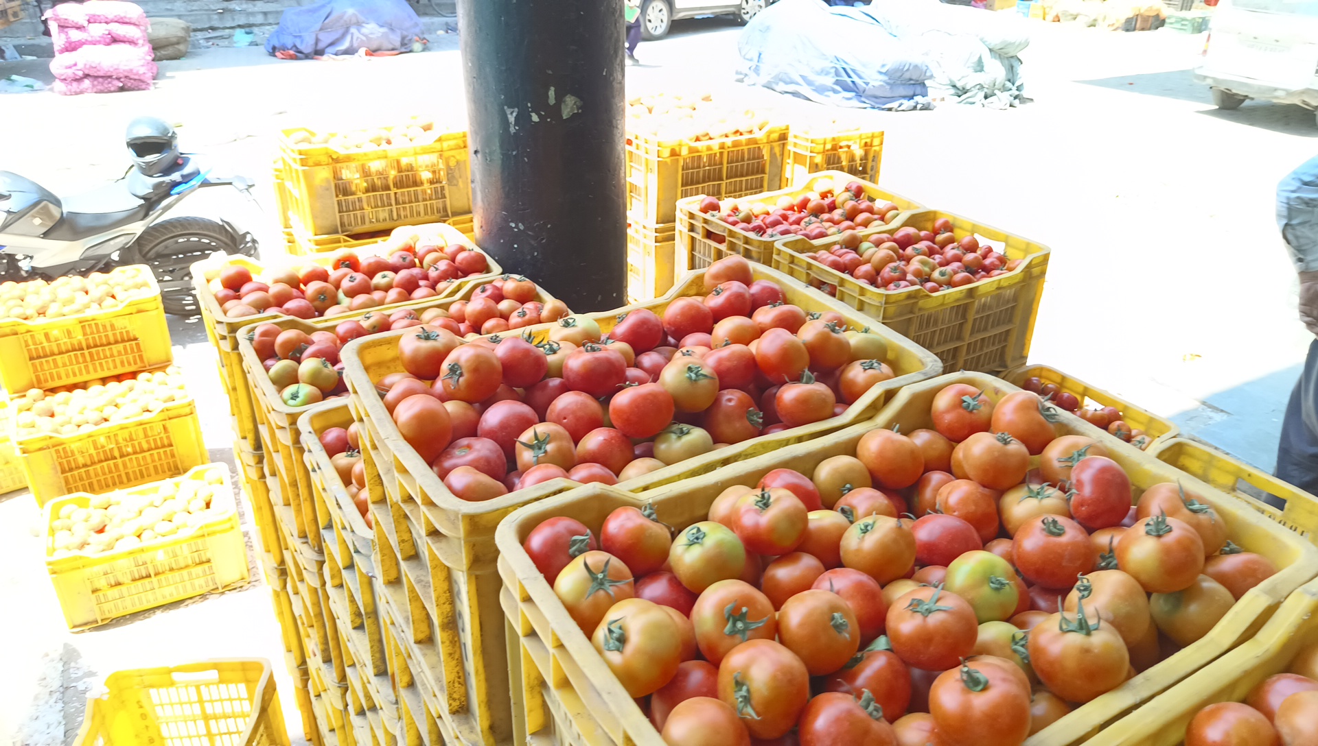 Himachal Tomato Price Hike in Sabji Mandi Solan