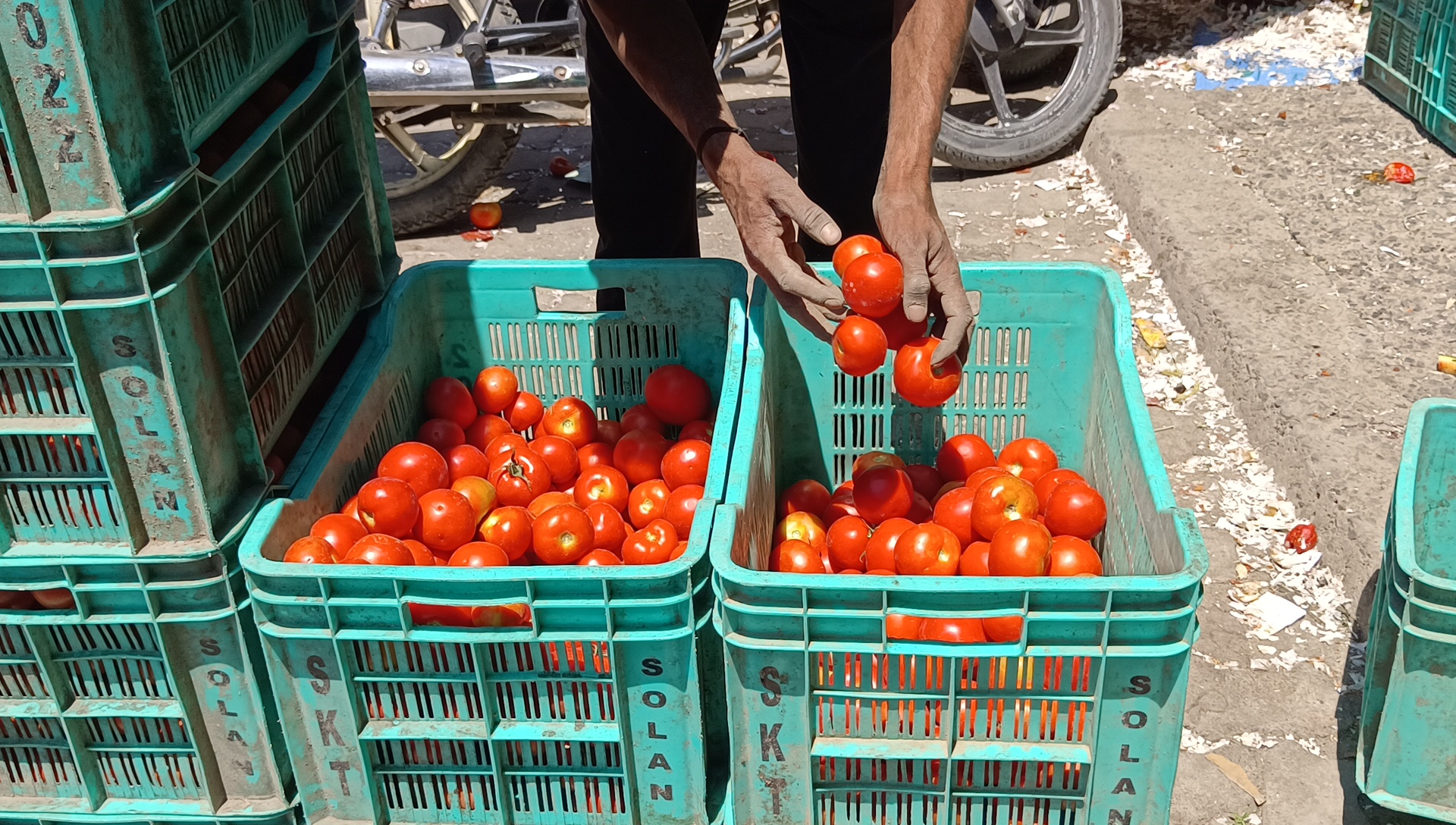 Himachal Tomato Price Hike in Sabji Mandi Solan