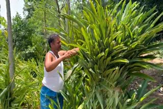 Farmers increasing income by farming on barren land of Pokhari village in Latehar