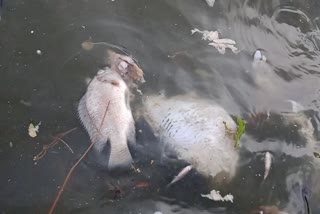 SAGAR POND SMELL OF FISH DEAD