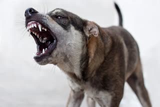 SHIVPURI DOG BITE CASE