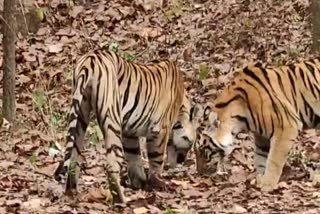 2 TIGERS SEEN STR SIDHI