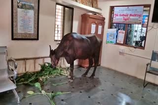 ಪಂಚಾಯತ್ ಕಚೇರಿ ಒಳಗೆ ಎಮ್ಮೆ ಕಟ್ಟಿದ ರೈತ