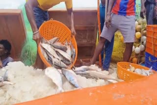 Hilsa