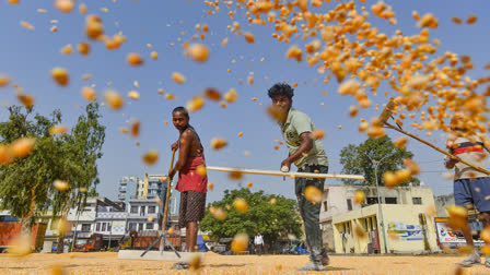 FILE - Workers spread maize for drying in the sun at a grain market, in Jalandhar, Tuesday, June 10, 2025.