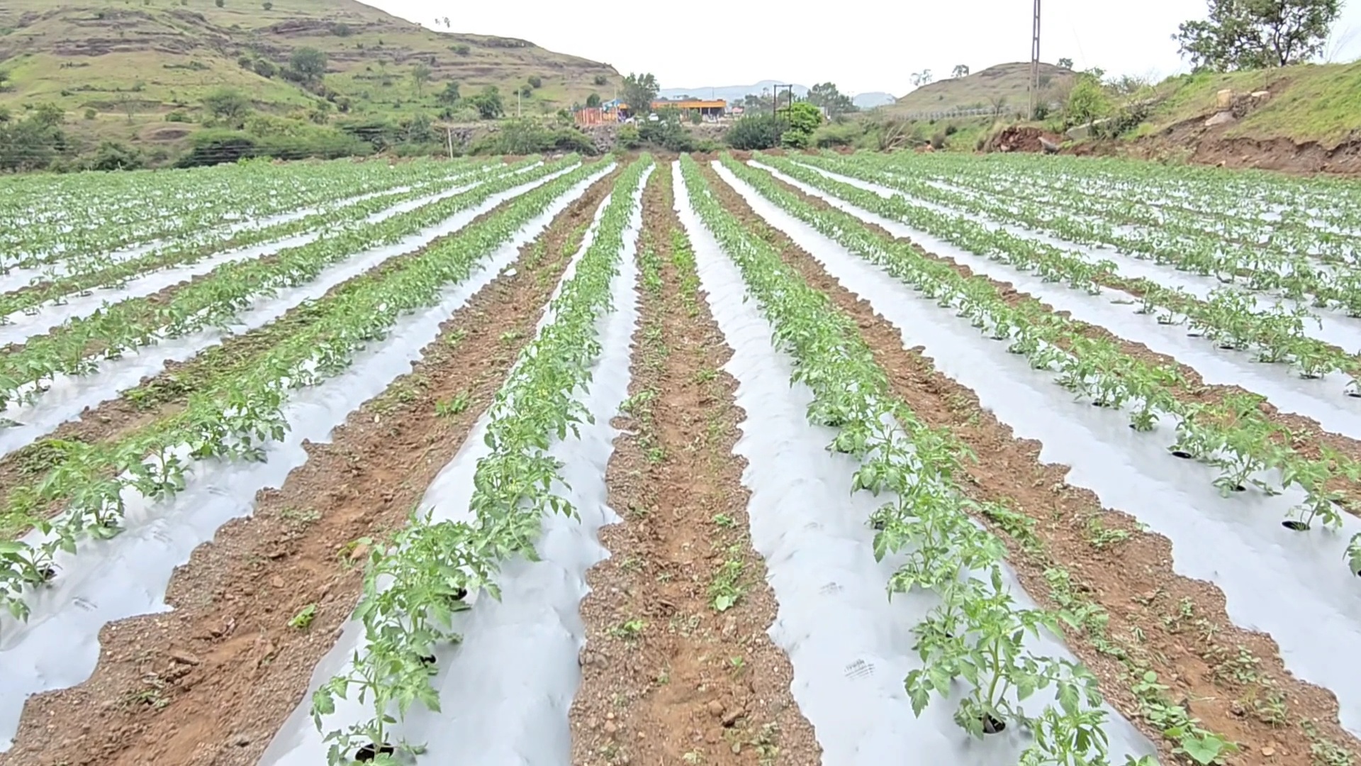 Tomato Farmers Success Story