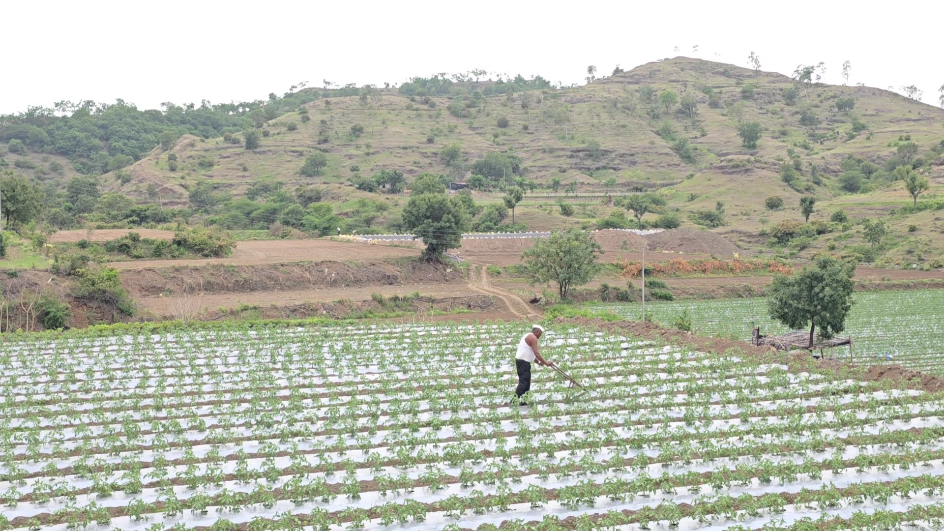 Tomato farming Pimpalgaon Depa Village