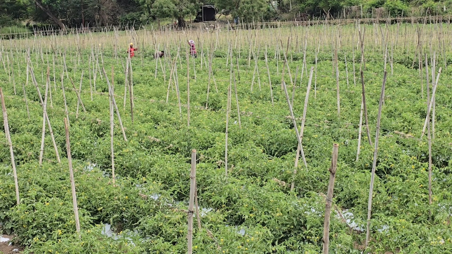 Tomato Farmers Success Story
