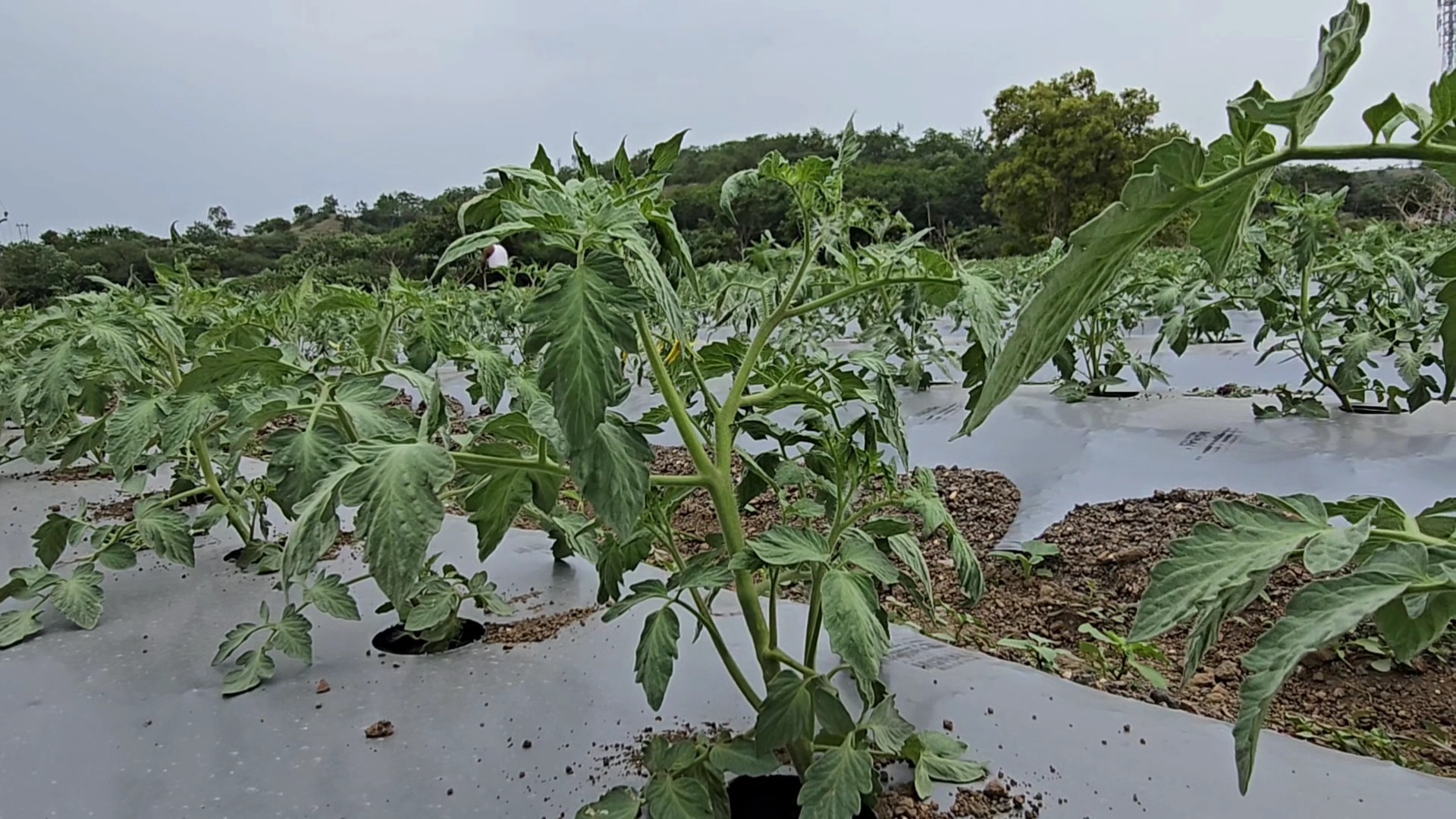 Tomato Farmers Success Story