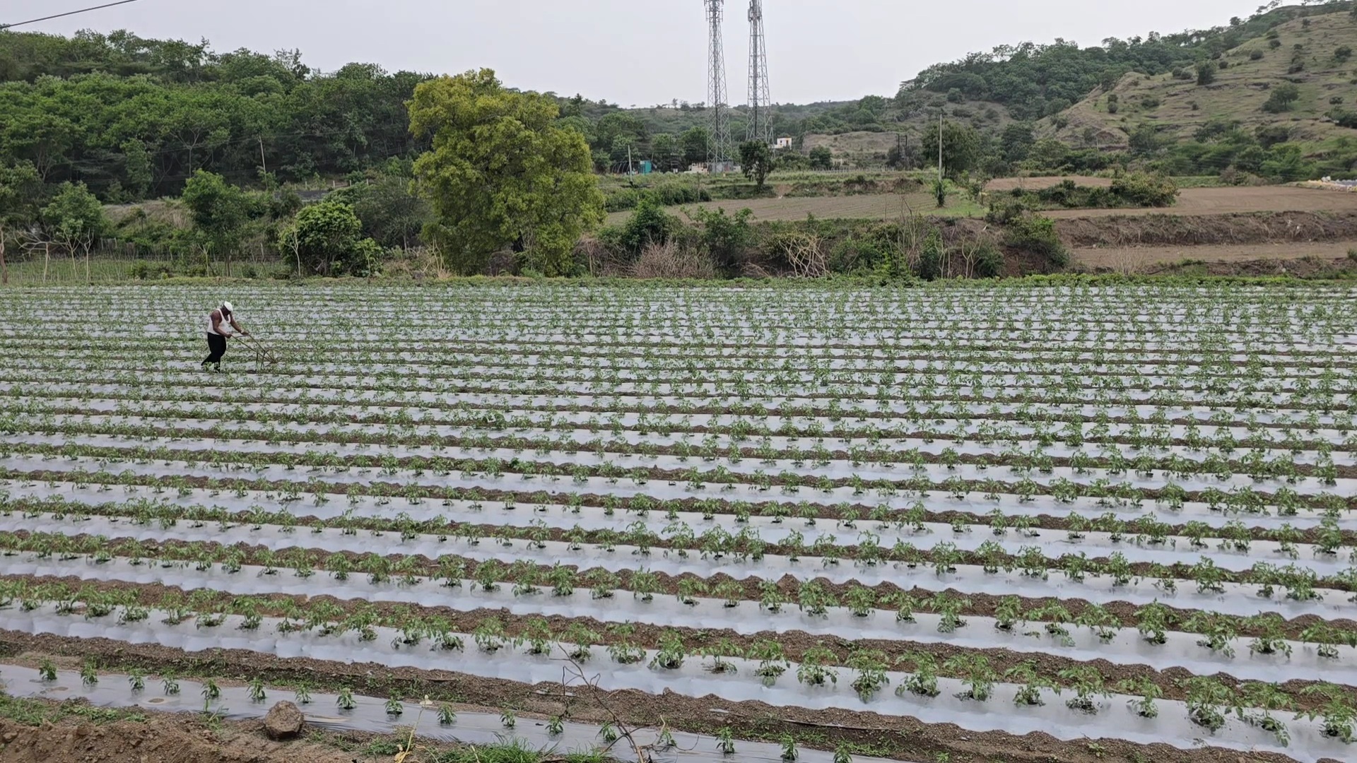 Tomato farming Pimpalgaon Depa Village