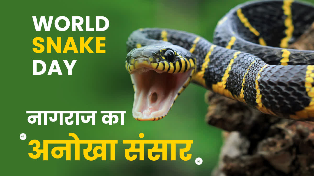 World Snake Day