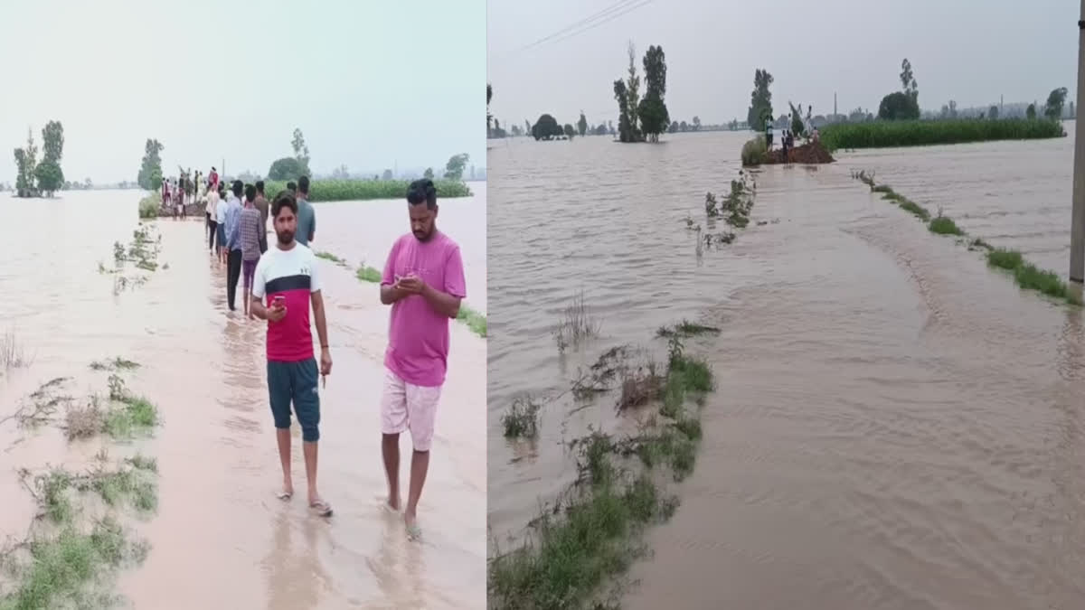 Mansa Flood Condition: Chandpura dam breaks, water entered the villages of Mansa district