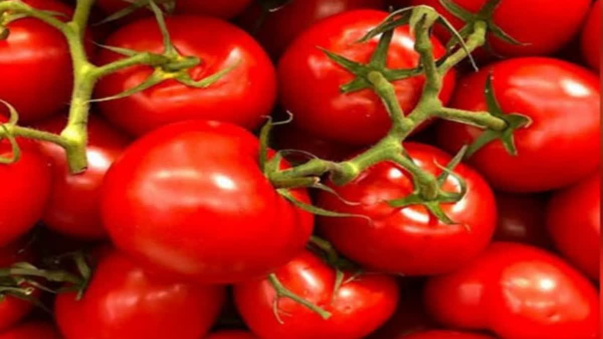 Tomato  Tomato price hike  Tomato price  Tomato price subsidy  തക്കാളി വില  തക്കാളി  തക്കാളി വില സ്ബ്‌സിഡി  തക്കാളി നിരക്ക്