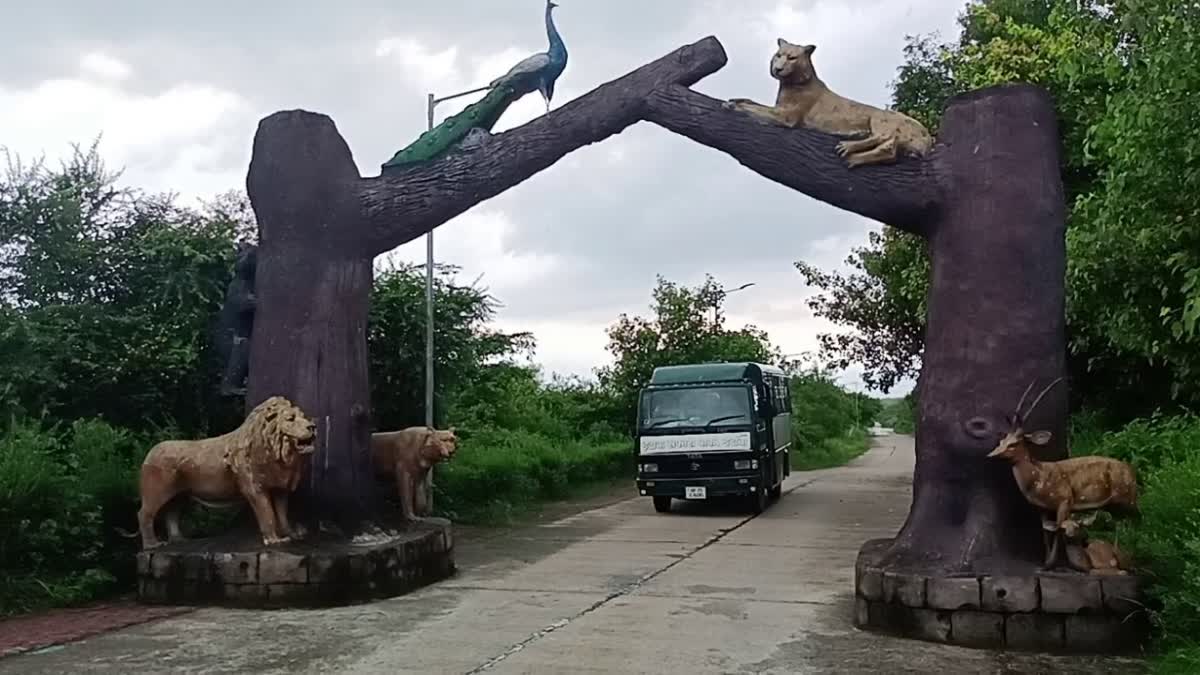 Panel to probe case of lioness that gave birth to 5 cubs in 75 hrs in Etawah Safari Park