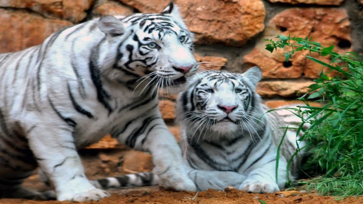 Bengal Safari Park