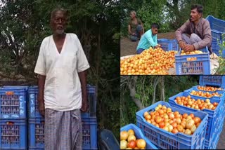 farmer-earned-3-lakhs-by-growing-tomatoes-on-one-acre