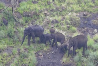 கொடைக்கானல் புலியூர் பகுதியில் முகாமிட்டுள்ள யானைக் கூட்டம் - வெளியான ட்ரோன் காட்சிகள்!