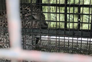 leopard is trapped inside a bony