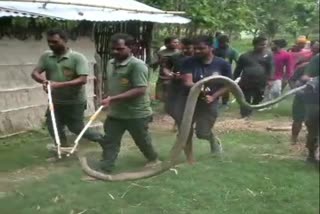 वीटीआर इलाके में किंग कोबरा का रेस्क्यू