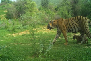 Ramgarh Vishdhari Tiger Reserve