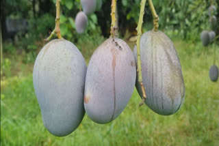 Purple-coloured mangoes