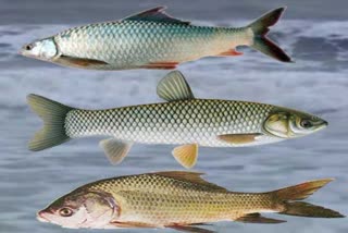 Trout Fish In Himachal