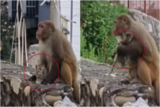 Monkey  monkey with kitten  പൂച്ചക്കുട്ടി  കുരങ്ങൻ  monkey holding kitten  പൂച്ചക്കുട്ടിയുമൊത്ത് കുരങ്ങൻ  കുരങ്ങന്‍റെ ദൃശ്യങ്ങൾ  അടൽ ബിഹാരി വാജ്‌പേയി പാർക്ക്  monkey roaming with kitten